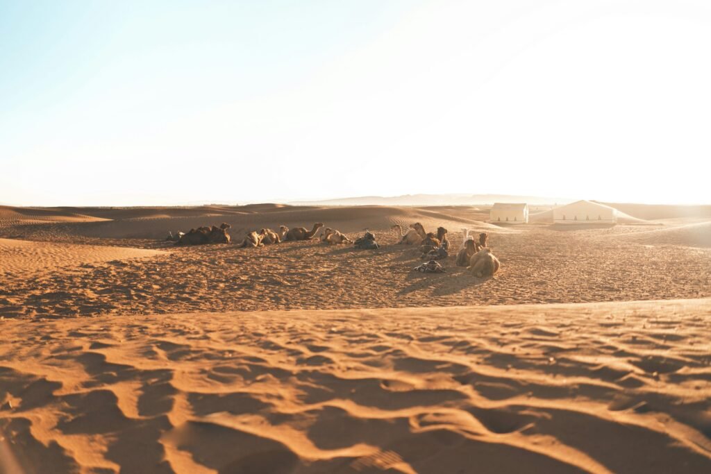 Zagora Desert Tours